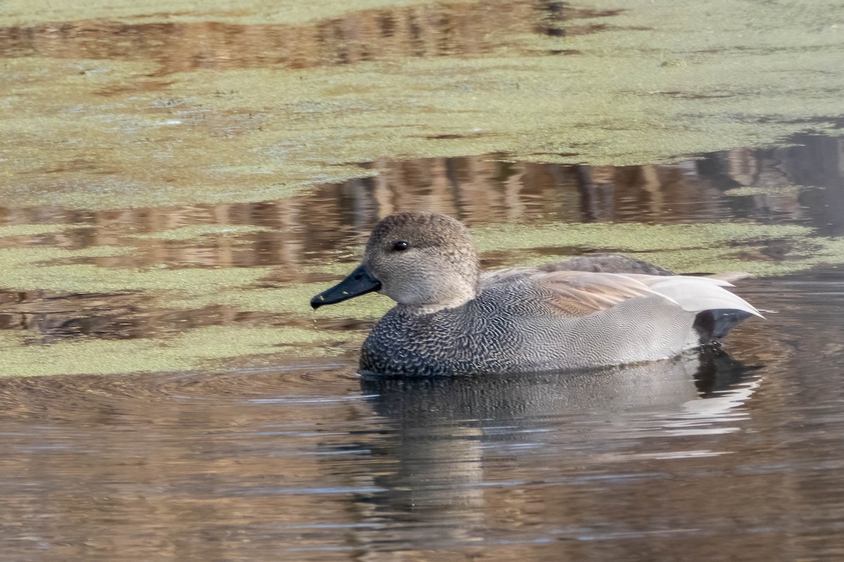 Gadwall - ML612304472