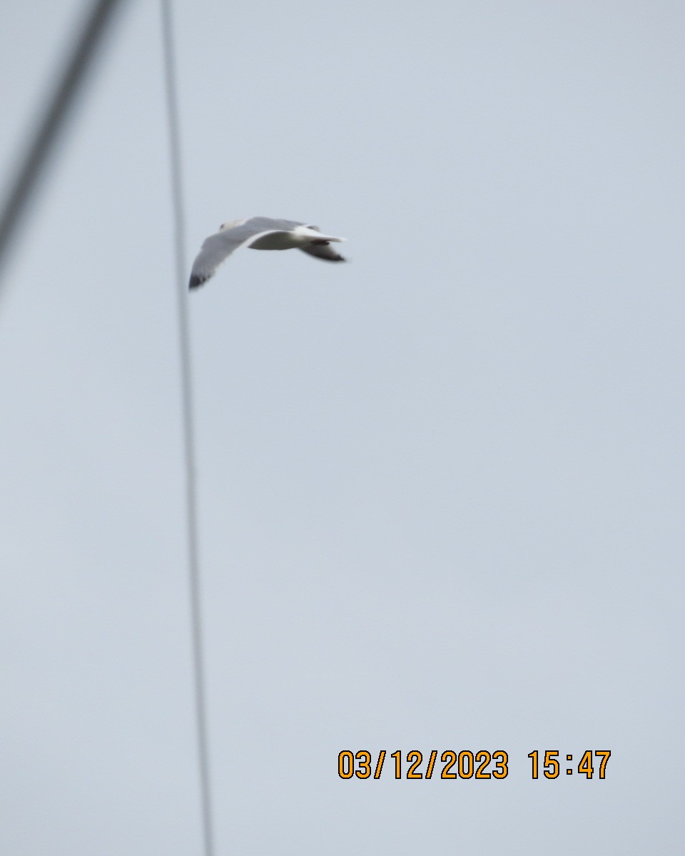 Herring Gull - ML612304483