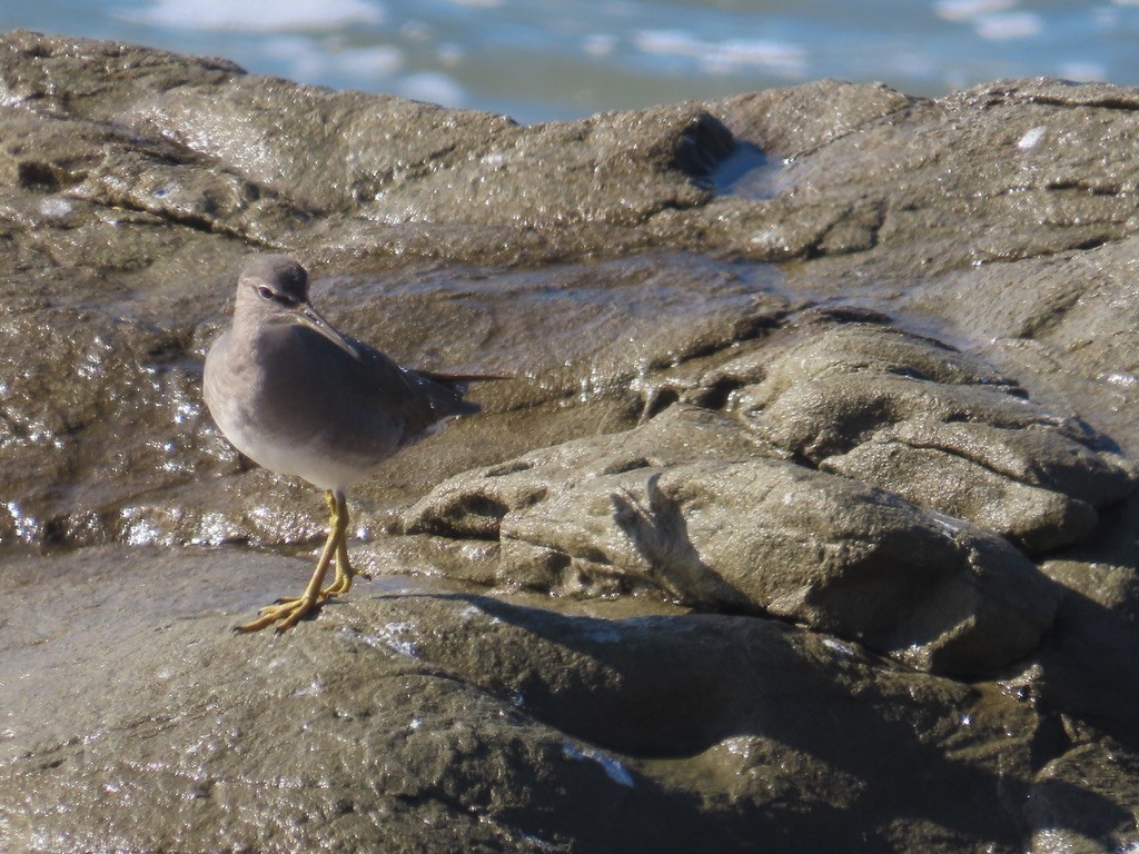 Wandering Tattler - ML612304495