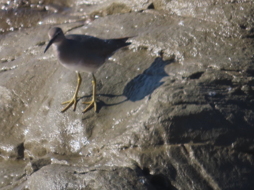 Wandering Tattler - ML612304497