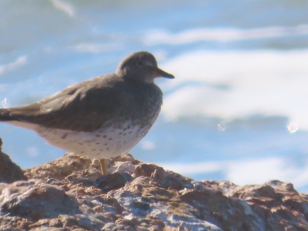 Surfbird - ML612304510