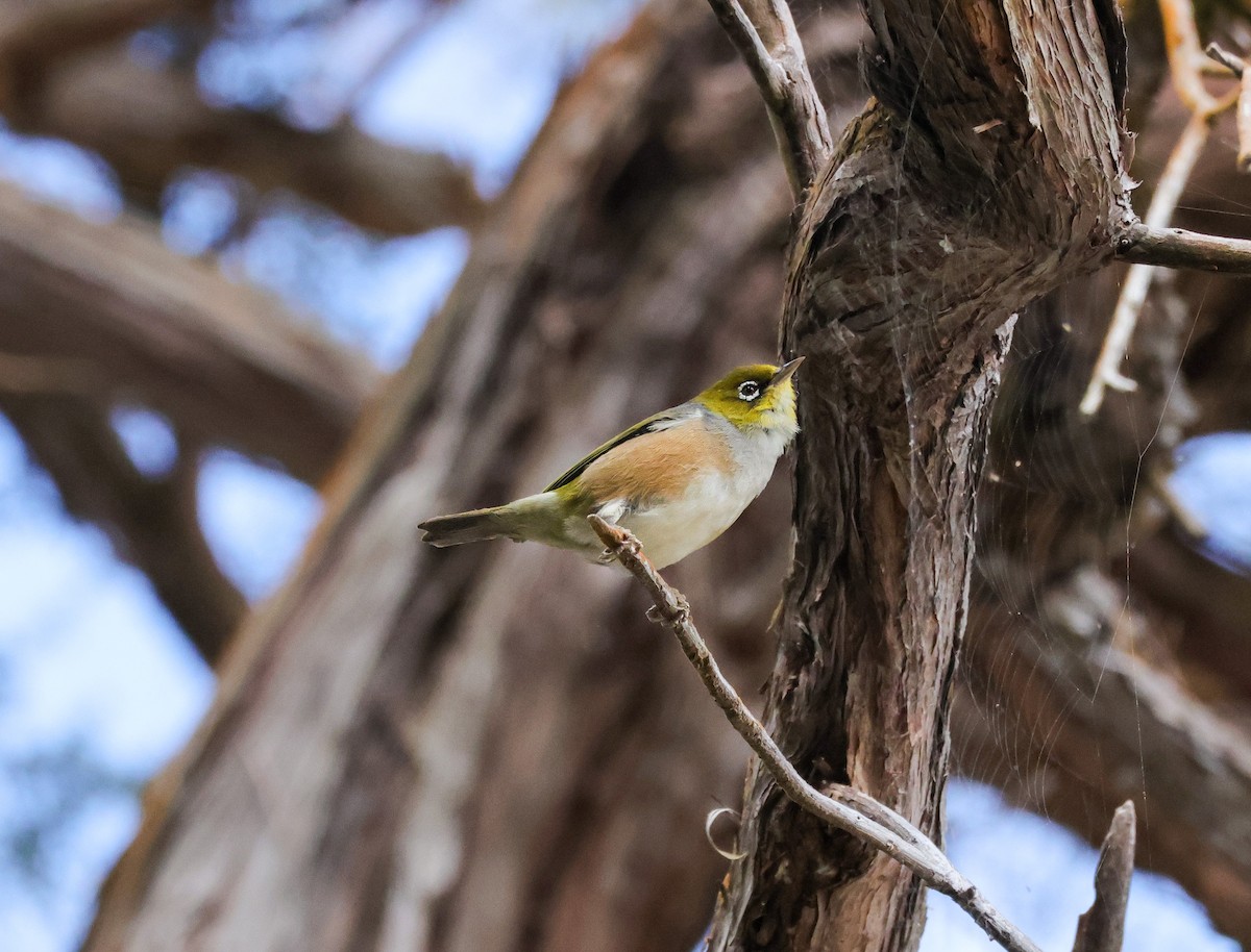 Silvereye - Louis Hebert