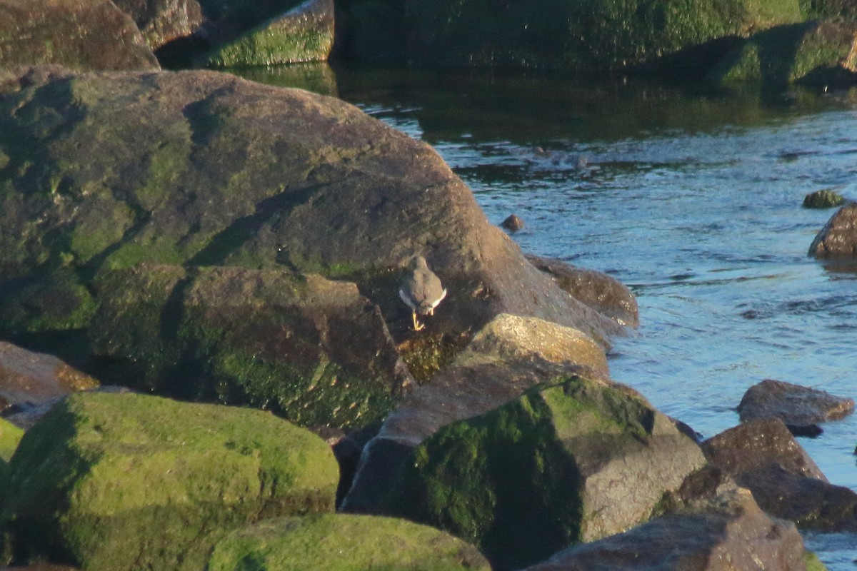 Spotted Sandpiper - ML612304610