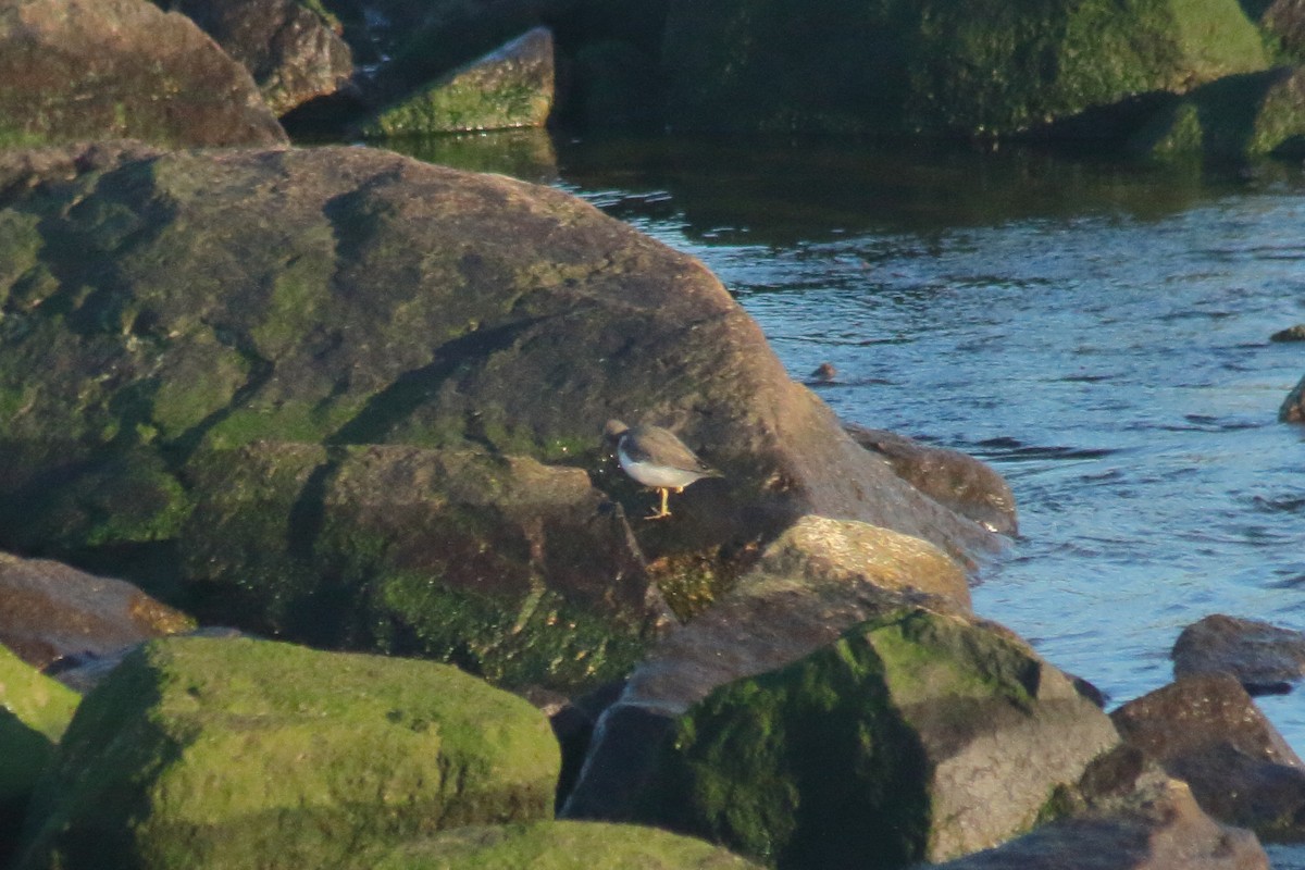 Spotted Sandpiper - Pedro Cardia