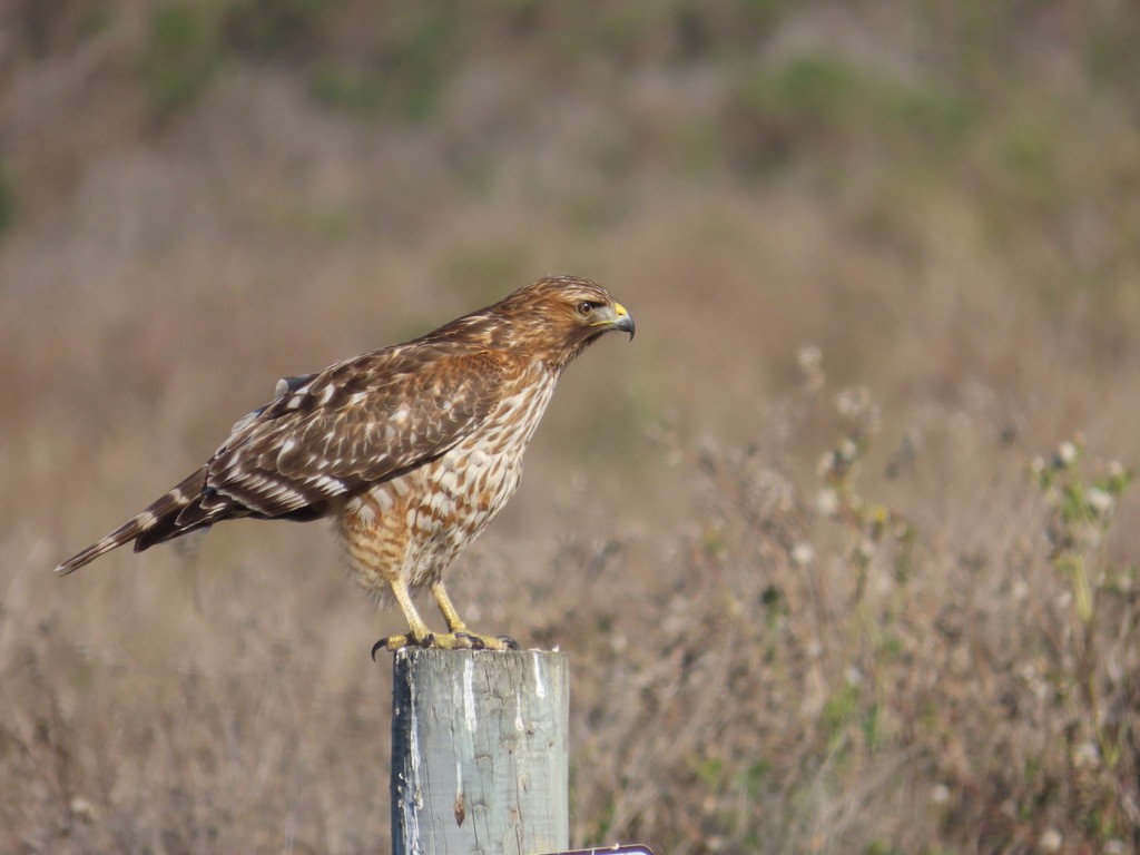 Red-shouldered Hawk - Kathy Dale