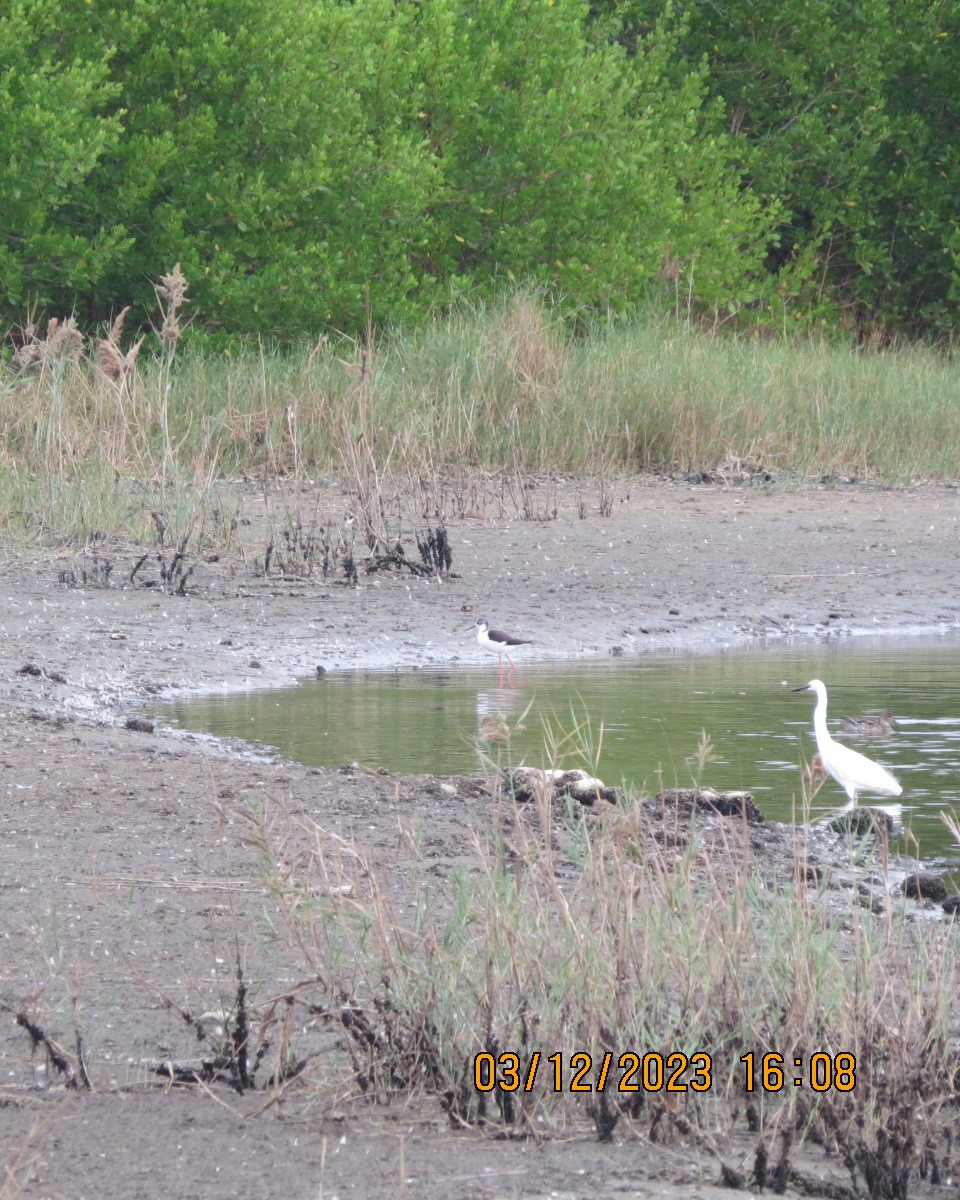 Black-winged Stilt - ML612304666