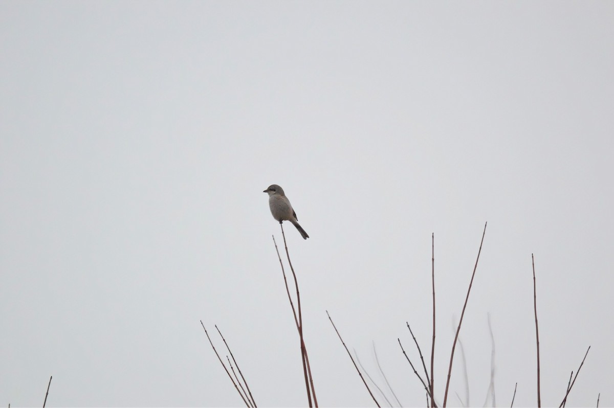 Northern Shrike - ML612304792