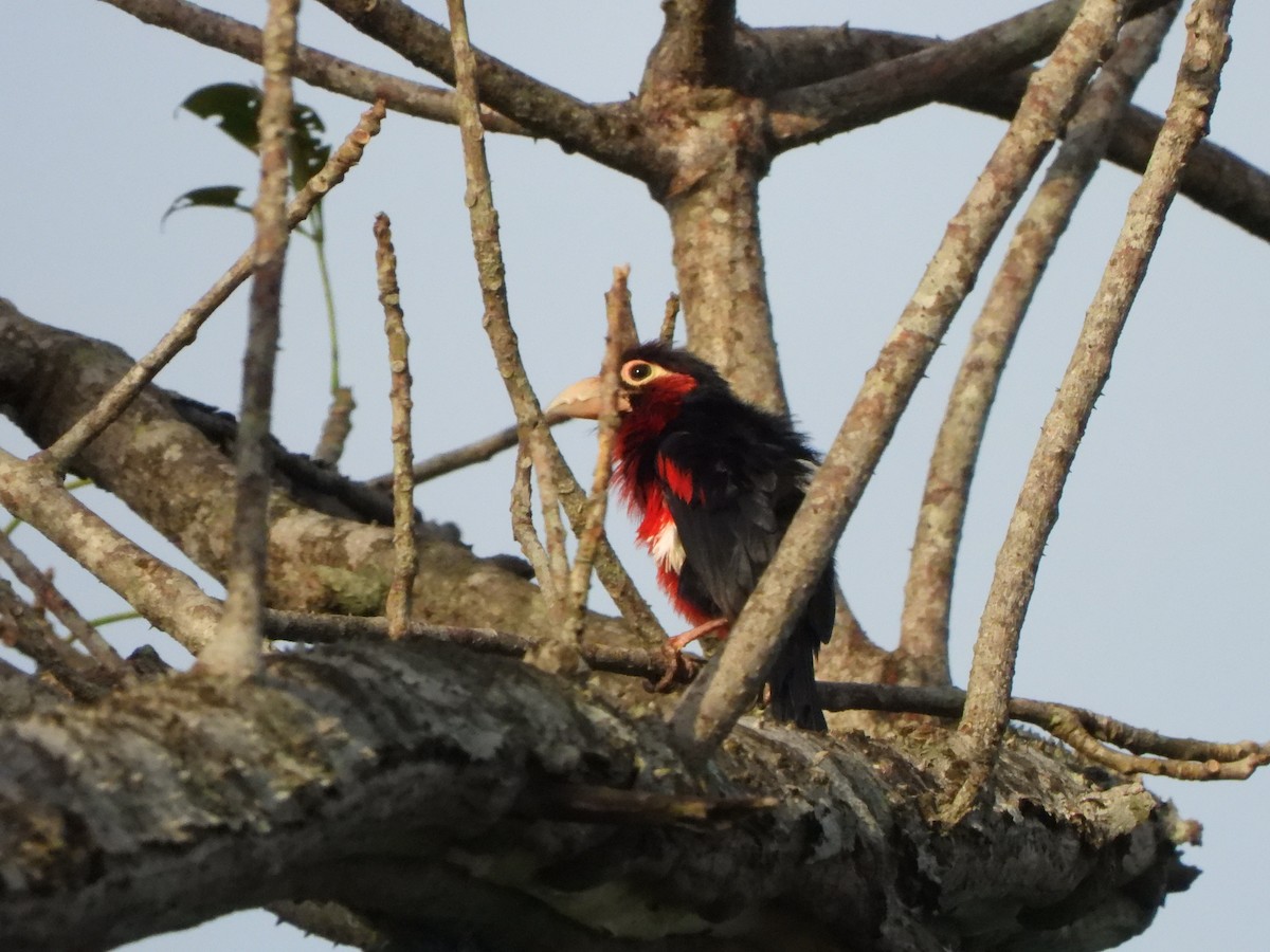 Double-toothed Barbet - Bev Agler