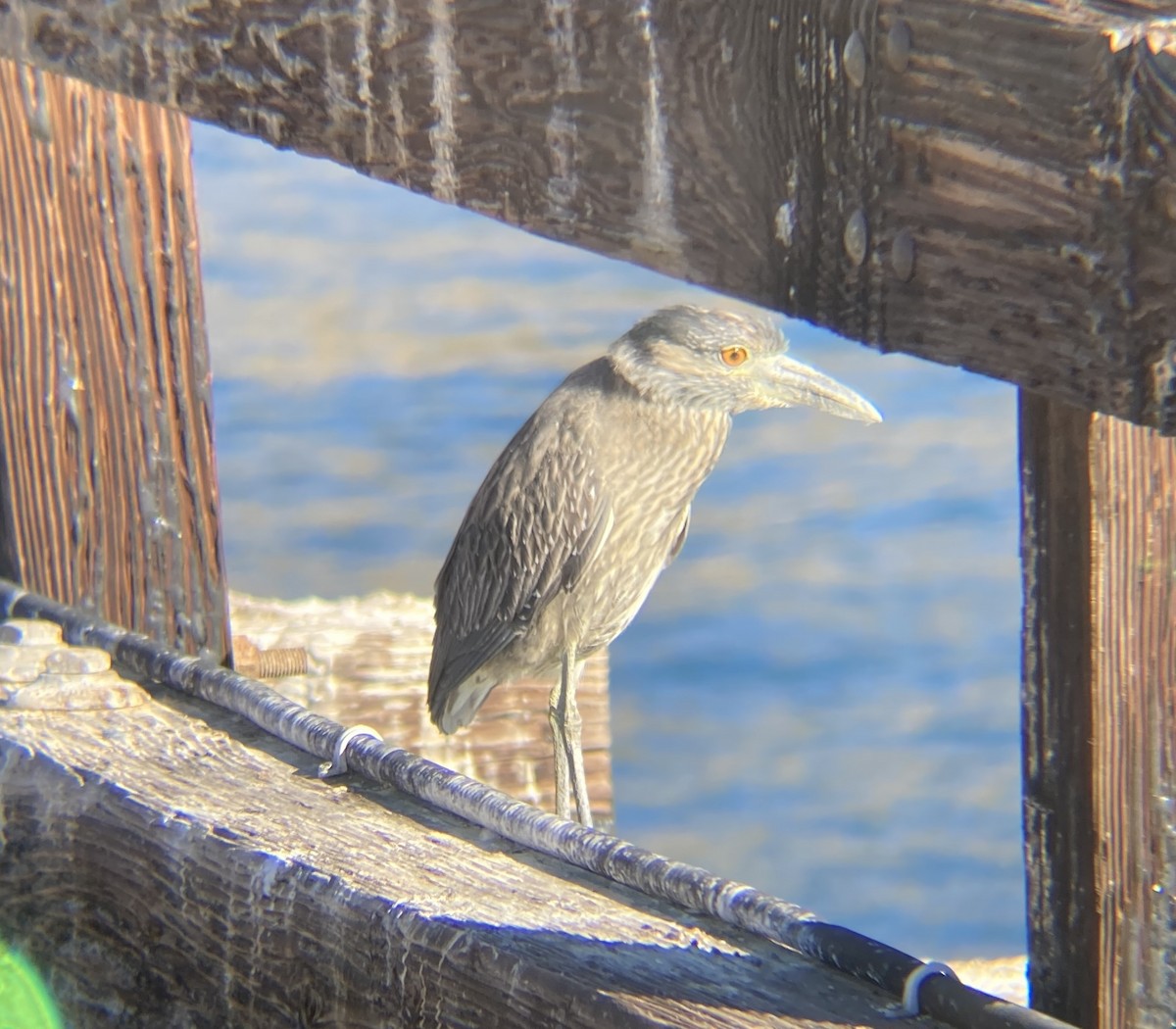 Yellow-crowned Night Heron - Michael Mulroy