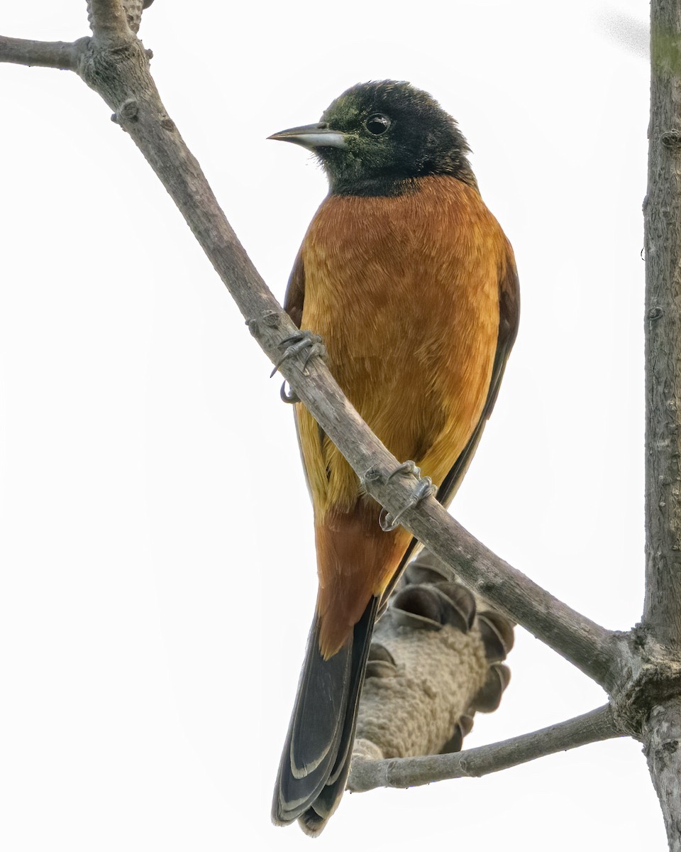 Orchard Oriole - ML612304923