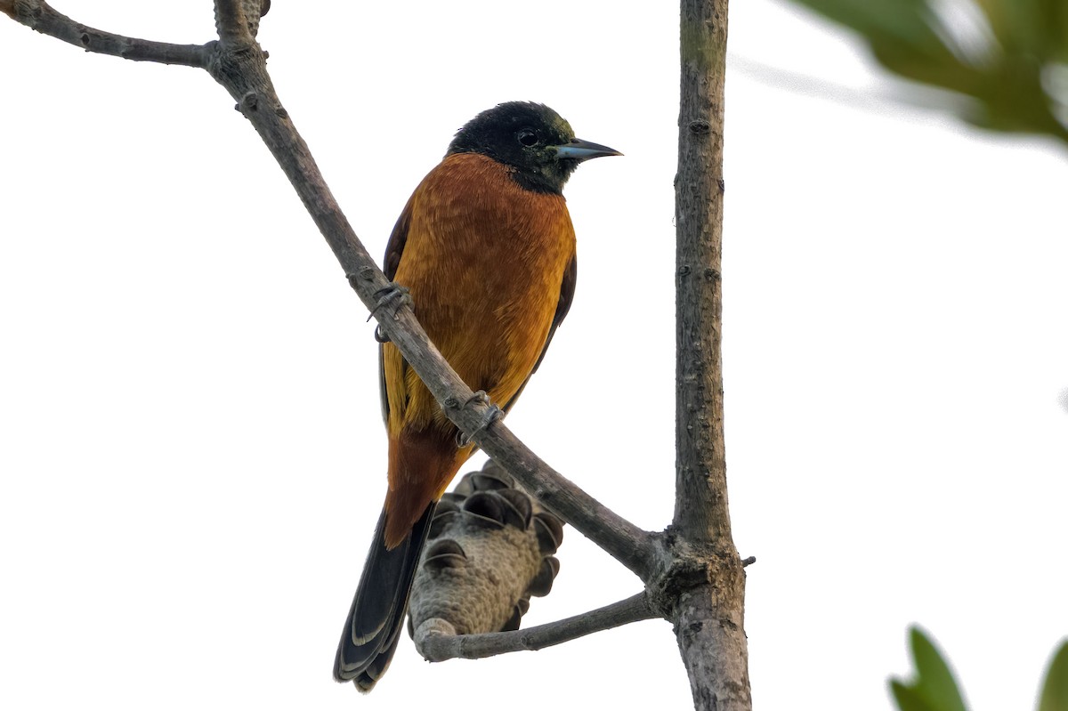 Orchard Oriole - ML612304924