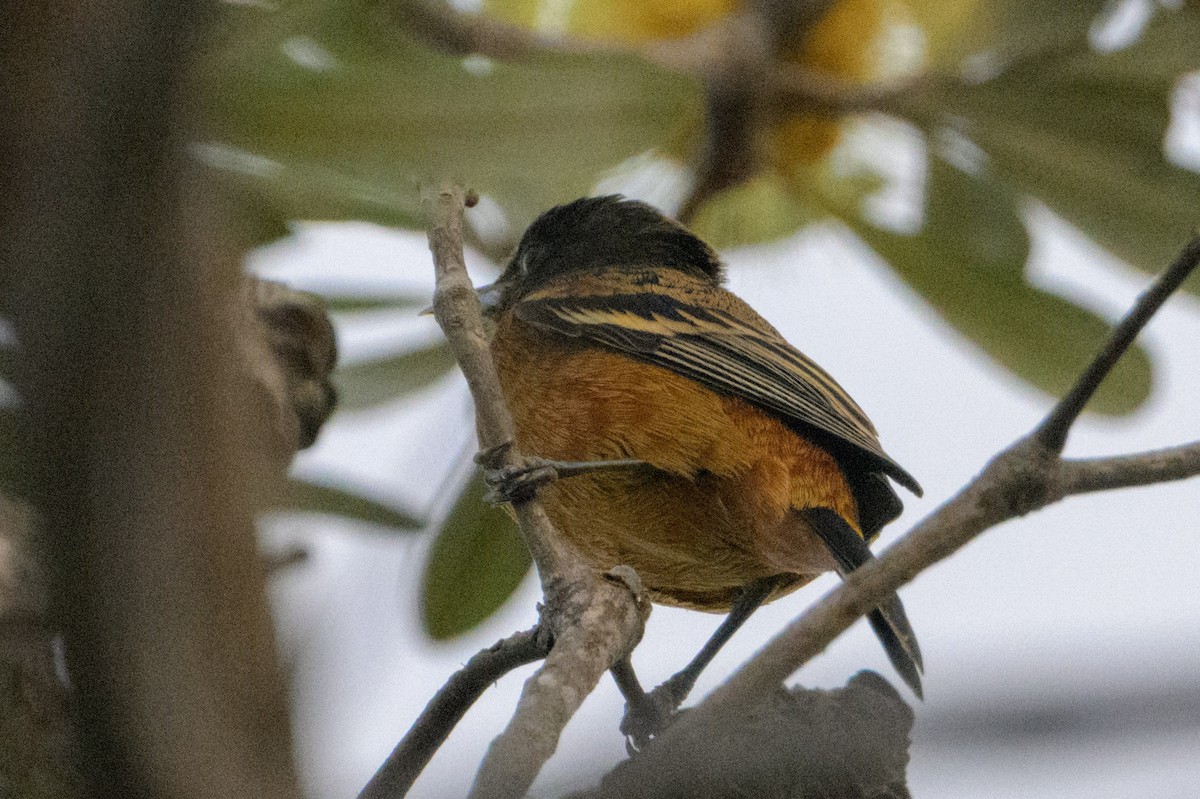Orchard Oriole - ML612304925