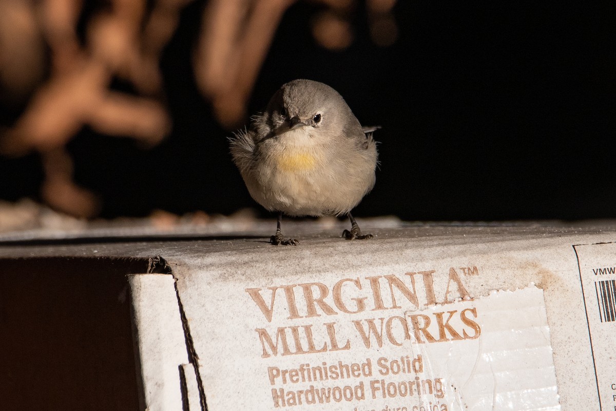 Virginia's Warbler - ML612304984