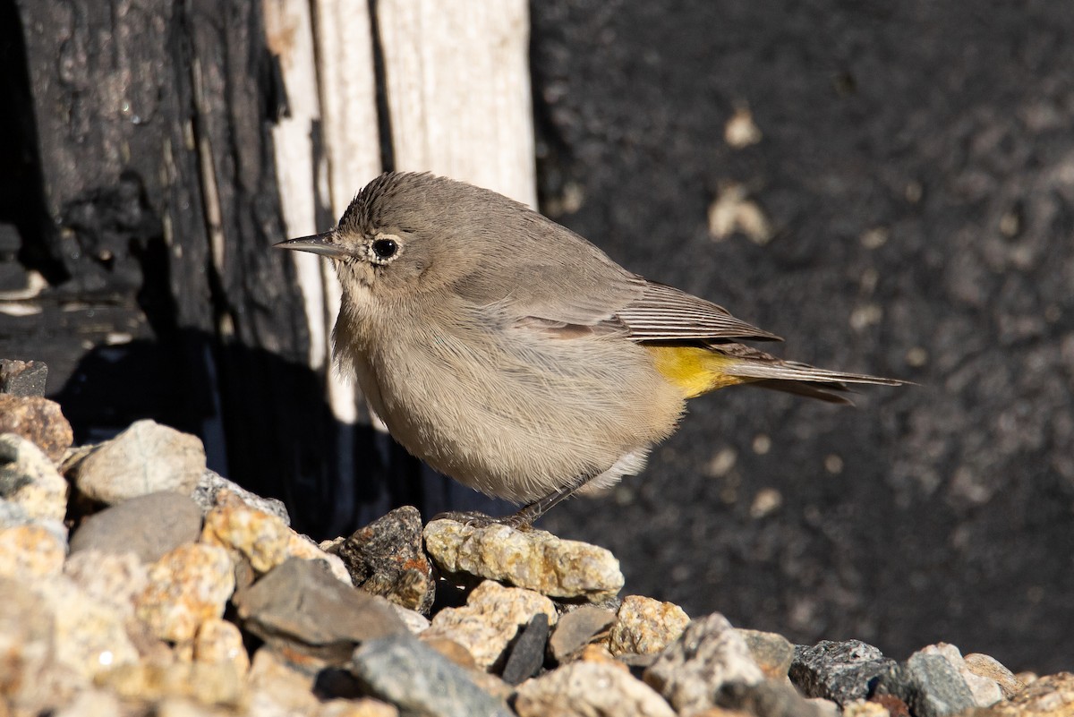 Virginia's Warbler - ML612304990