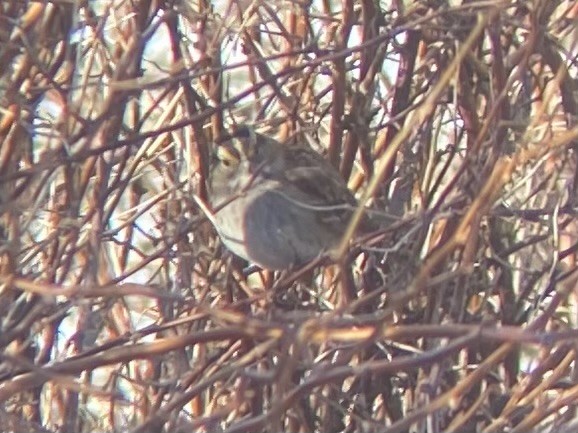 White-throated Sparrow - Sophie Roy