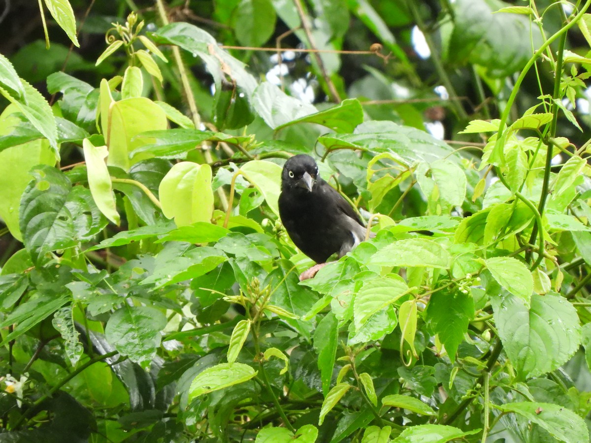 Maxwell's Black Weaver - Bev Agler