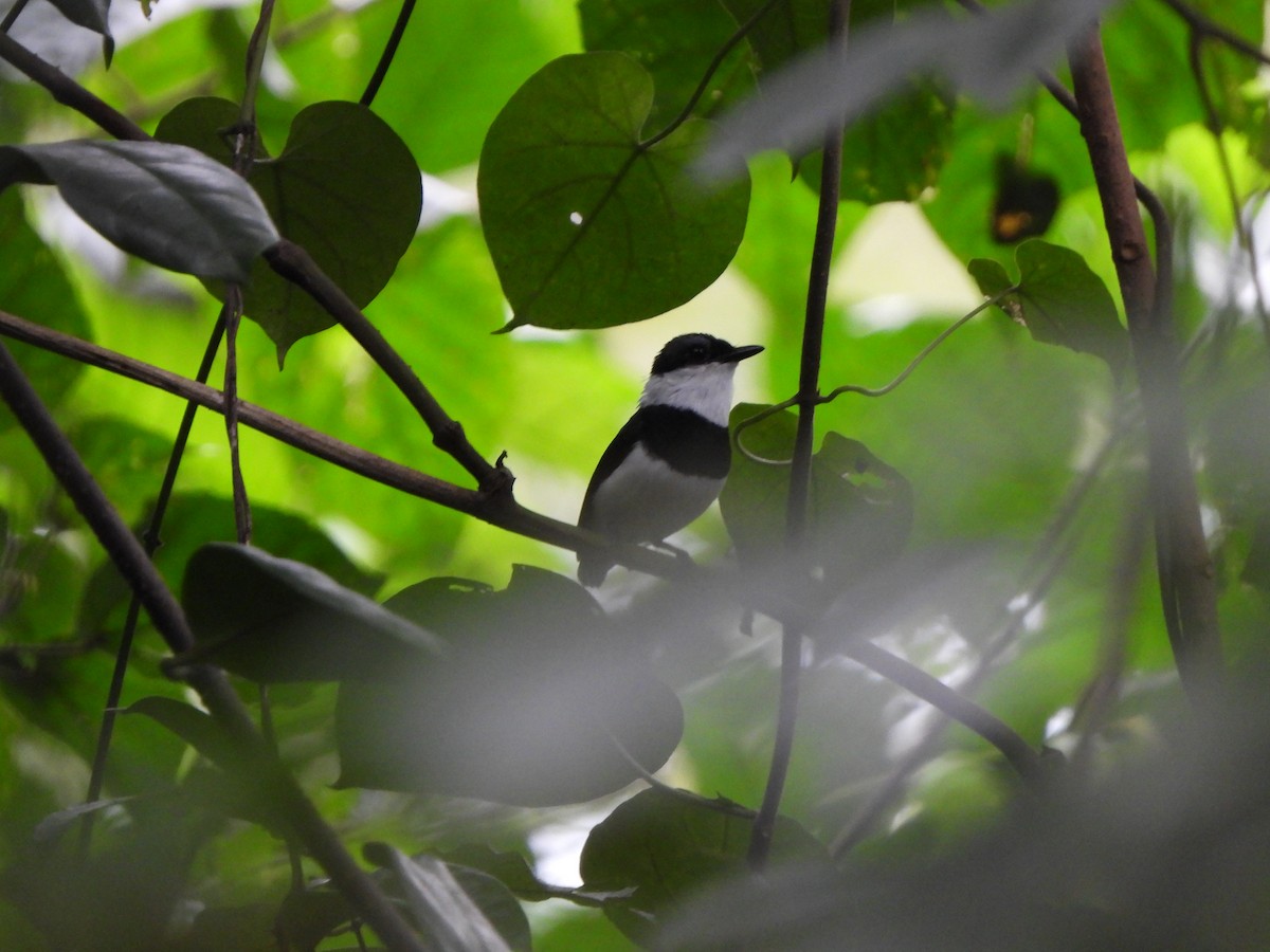 West African Wattle-eye - ML612305122