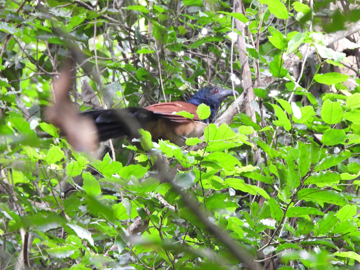 Black-throated Coucal - ML612305148