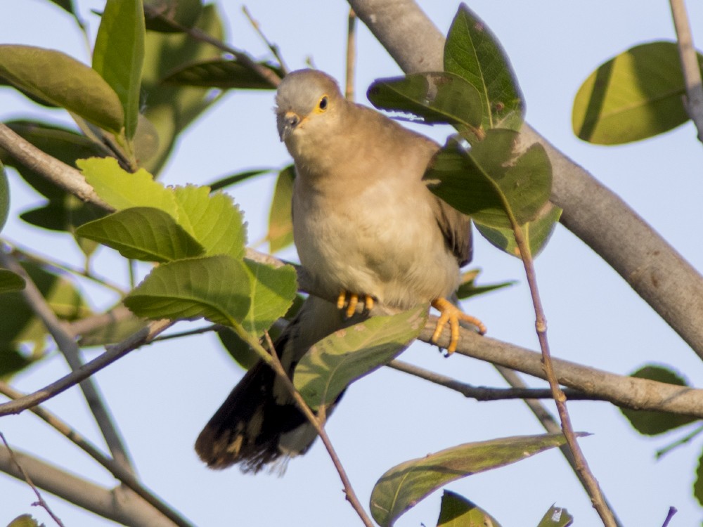 Long-tailed Ground Dove - Volkov Sergey