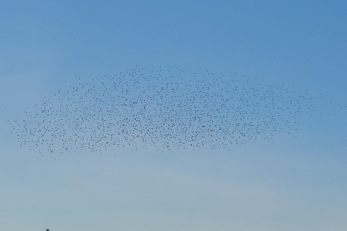 European Starling - ML612305183