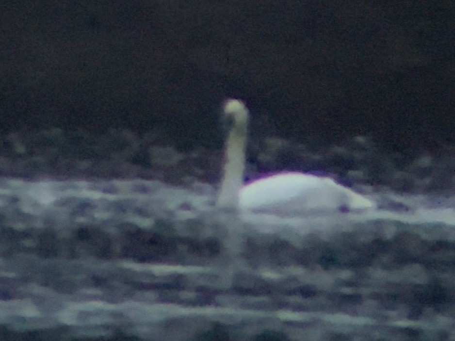 Tundra Swan - ML612305223