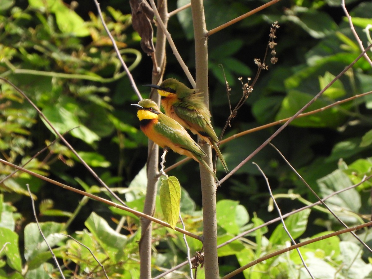 Little Bee-eater - ML612305235