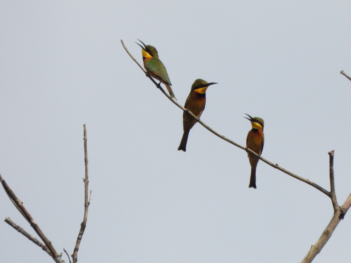 Little Bee-eater - ML612305236