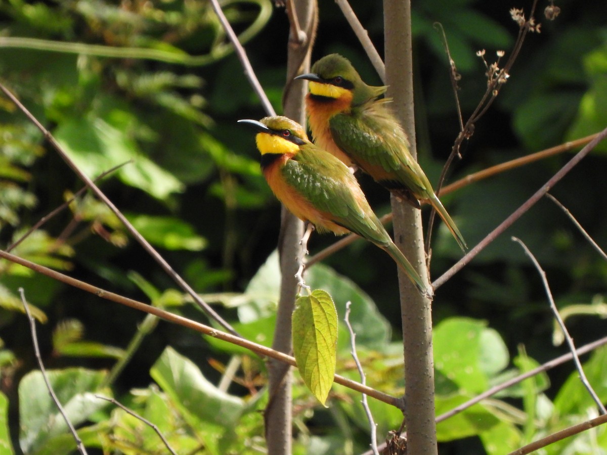 Little Bee-eater - ML612305239