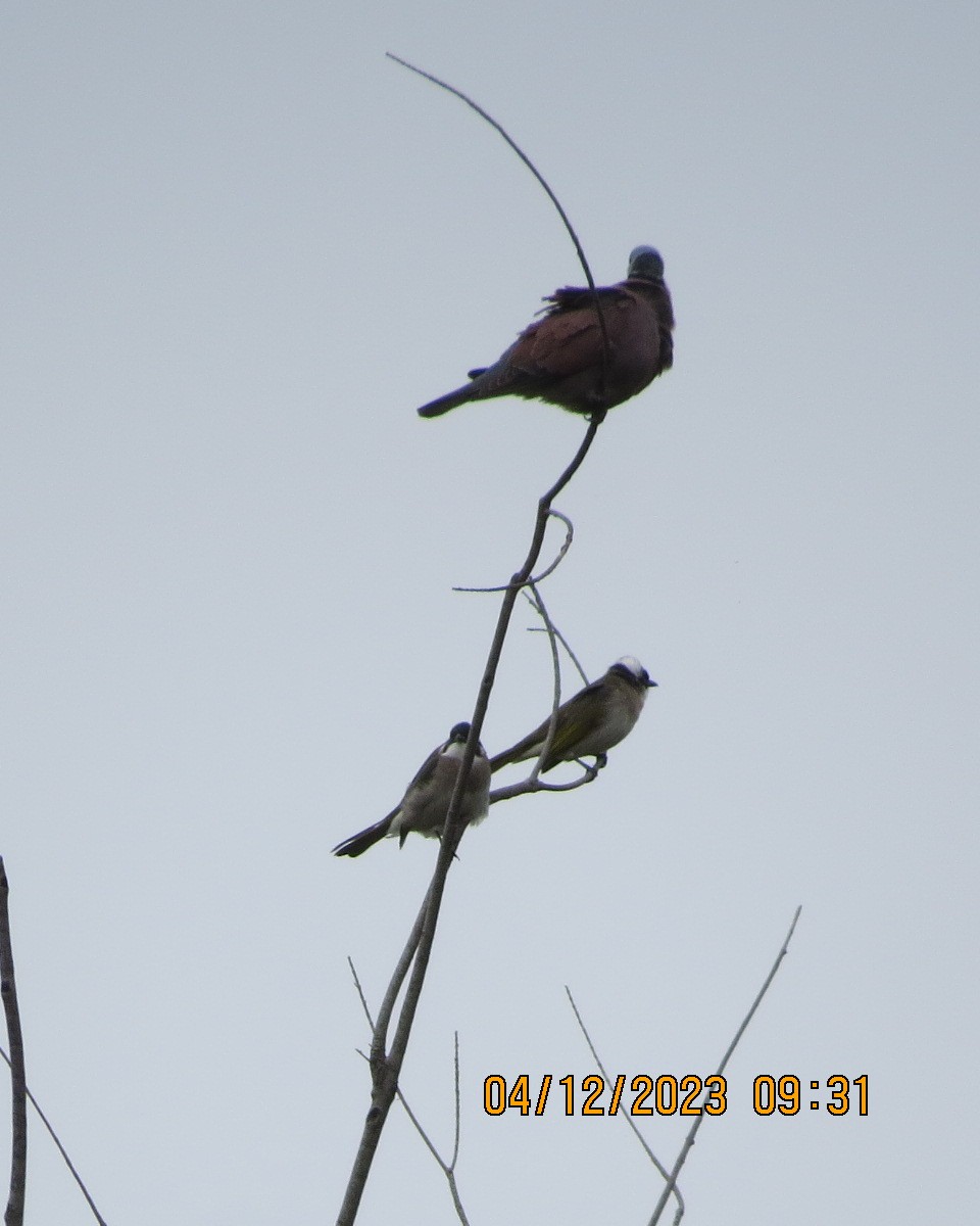 Red Collared-Dove - ML612305248