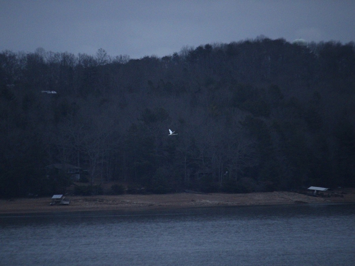 Tundra Swan - ML612305254