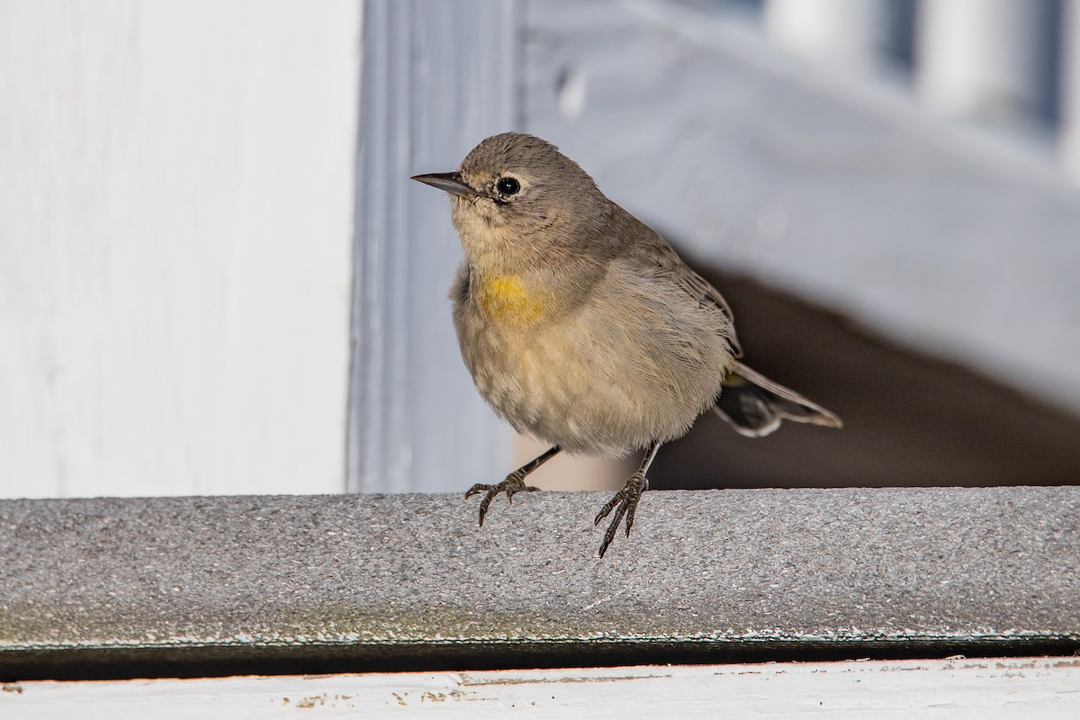 Virginia's Warbler - ML612305274