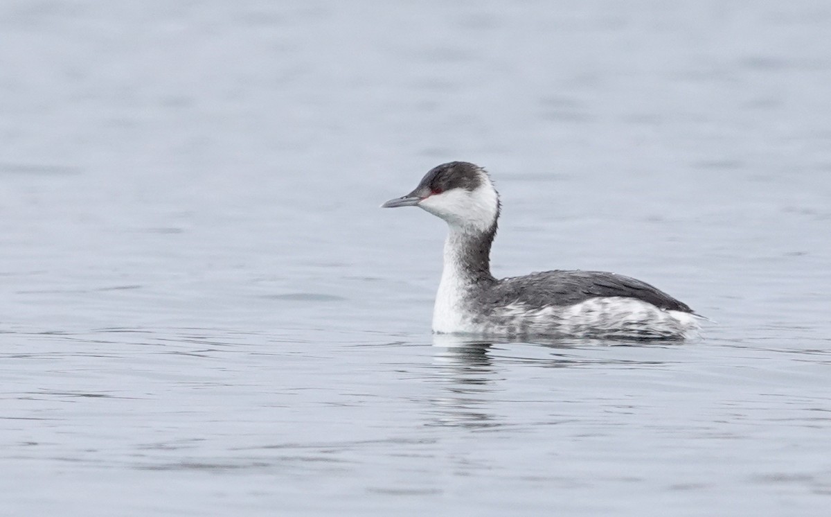 Horned Grebe - ML612305281