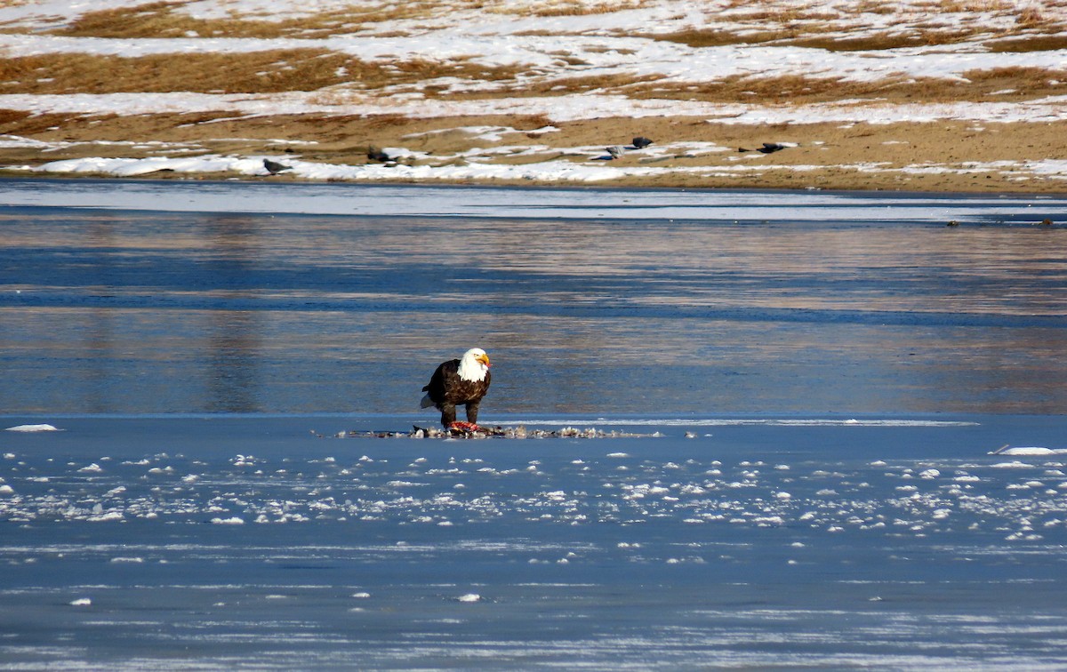 Bald Eagle - ML612305342