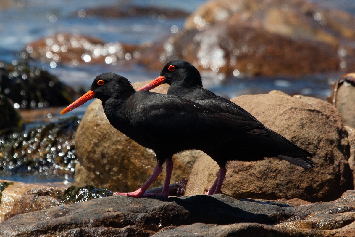 African Oystercatcher - ML612305432