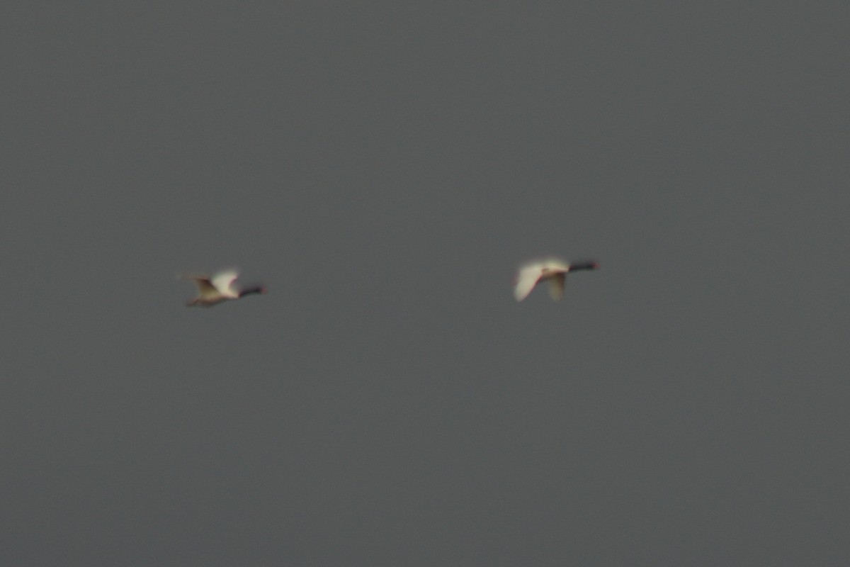 Black-necked Swan - Pedro Cardia