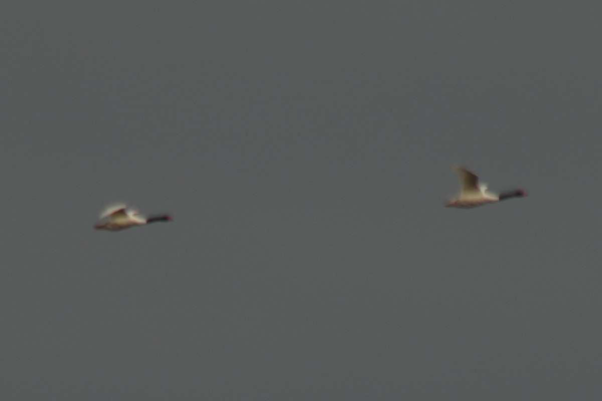 Cygne à cou noir - ML612305447