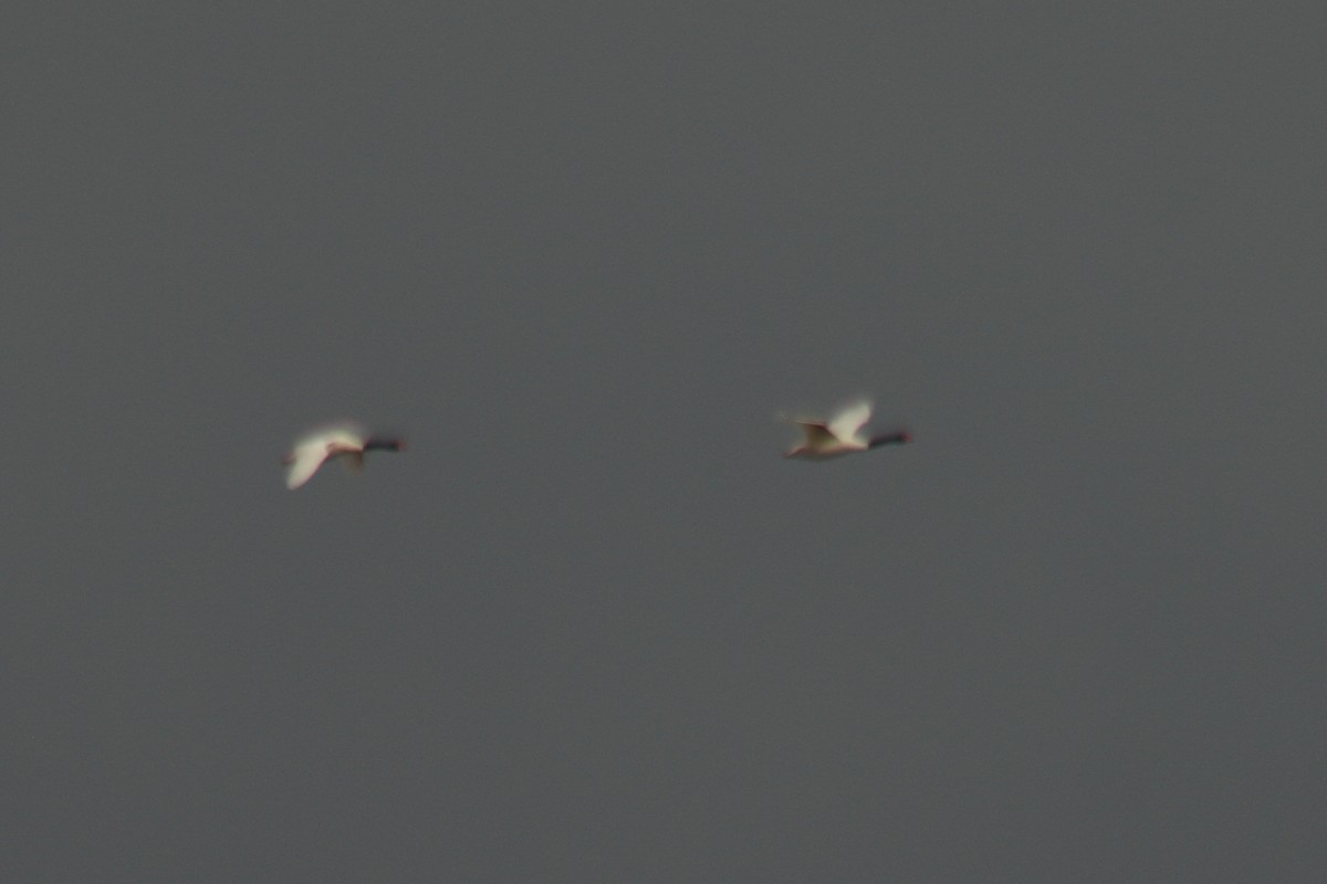 Black-necked Swan - Pedro Cardia