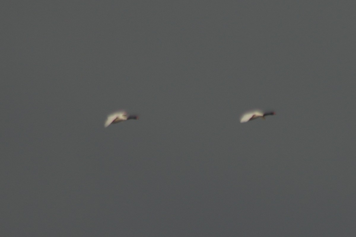 Black-necked Swan - Pedro Cardia