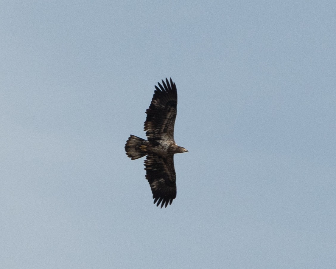 Bald Eagle - ML612305532