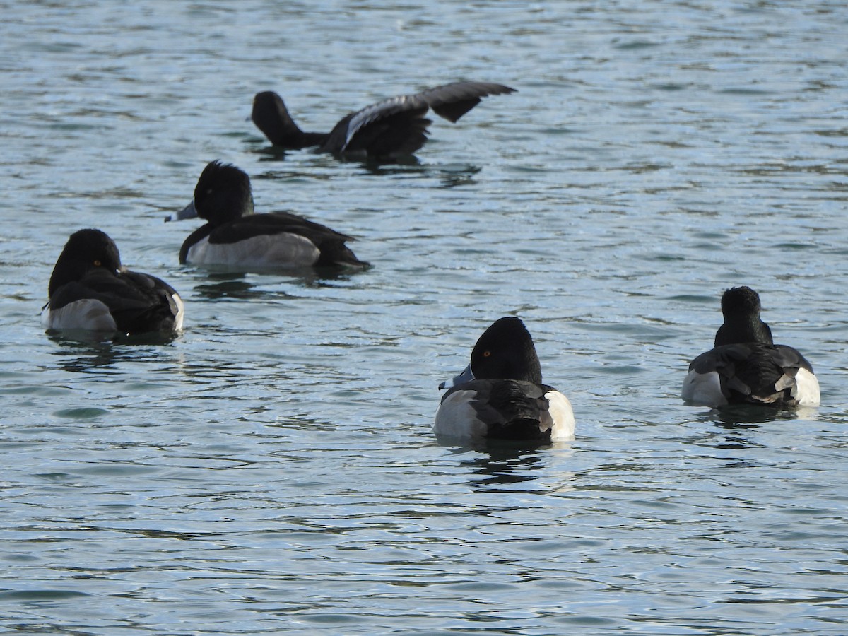 Ring-necked Duck - ML612305544