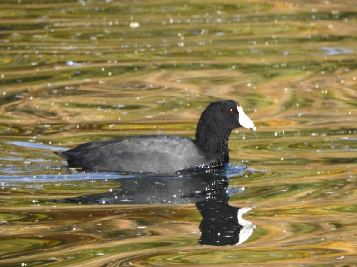 American Coot - ML612305578