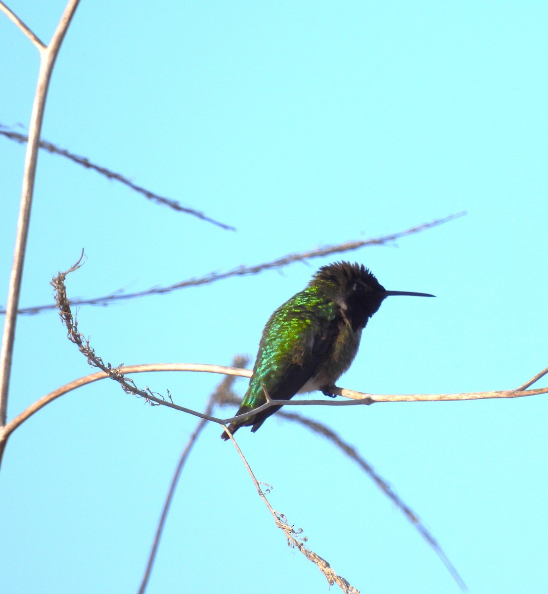 Anna's Hummingbird - ML612305644