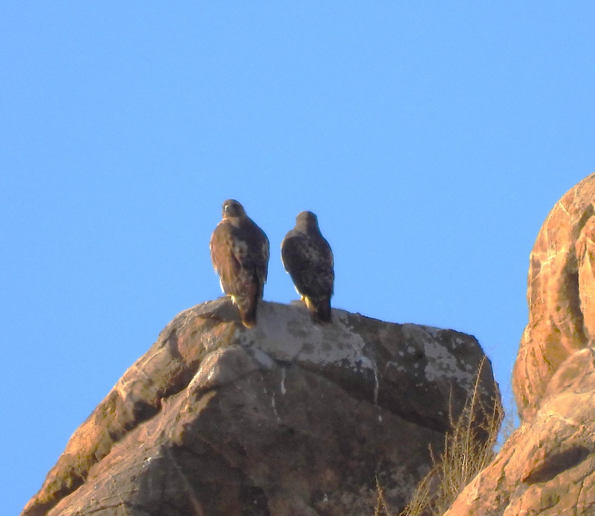 Red-tailed Hawk - ML612305646