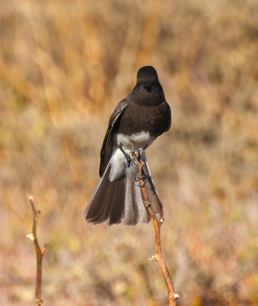 Black Phoebe - ML612305667