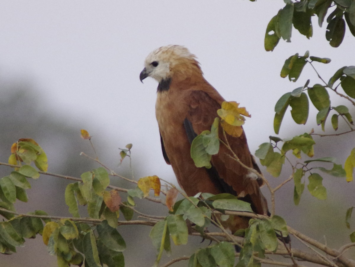 Black-collared Hawk - ML612305723