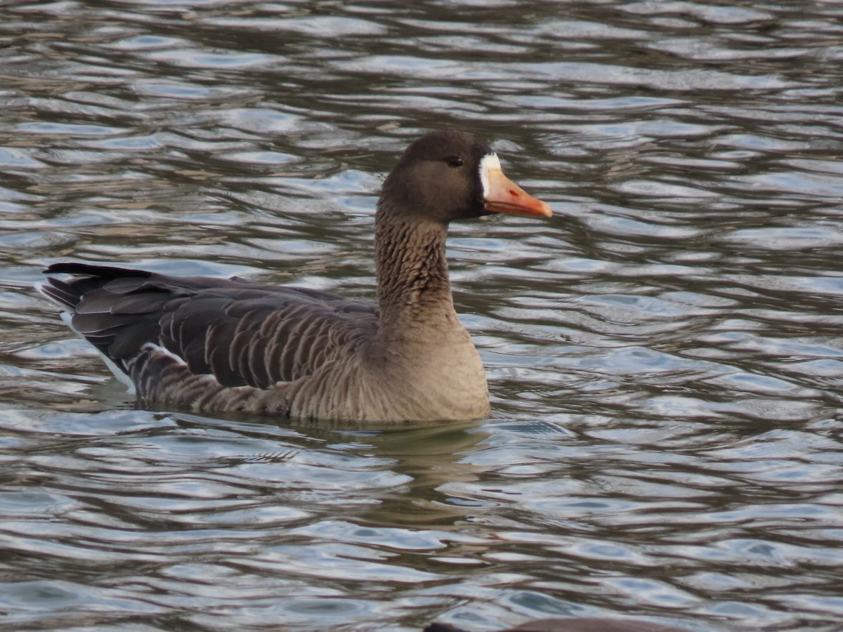 Greater White-fronted Goose - ML612305734