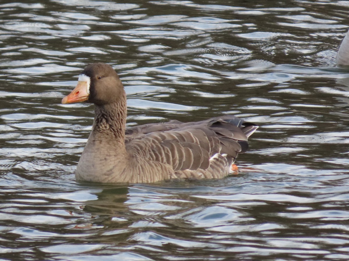 Greater White-fronted Goose - Susan Maloney