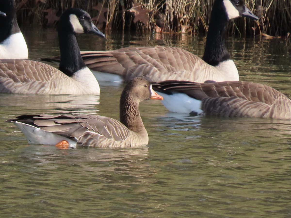 Greater White-fronted Goose - ML612305736