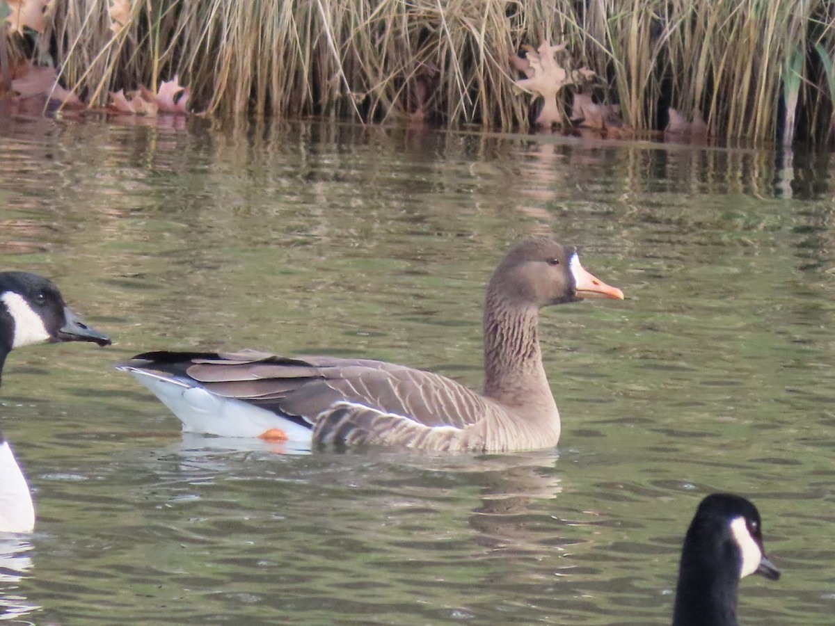 Greater White-fronted Goose - ML612305737