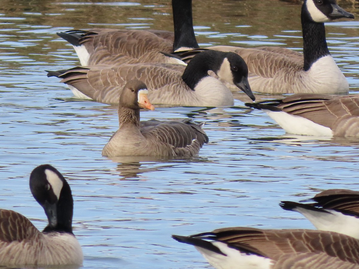 Greater White-fronted Goose - ML612305738